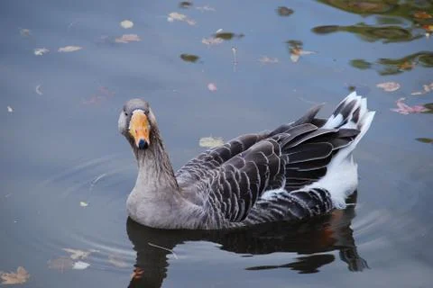 Gray Goose on the Water Stock Photos