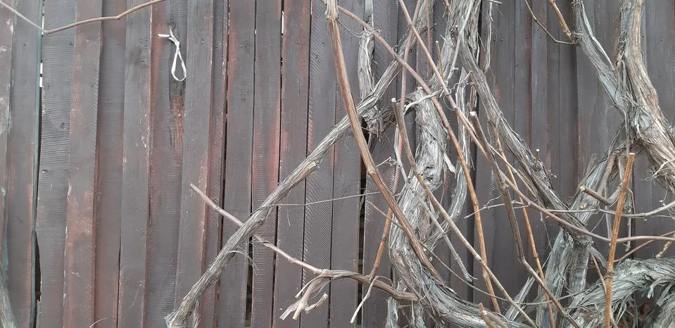 Gray Grape Vine Stock Photos