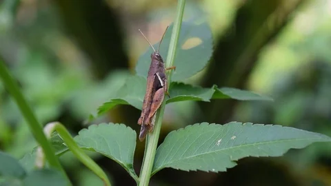 Gray grasshopper Stock Footage 90343463