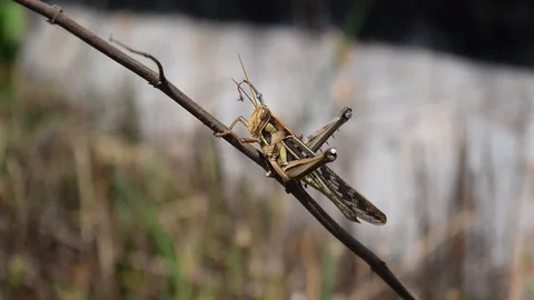 Gray grasshopper Stock Footage 90343470