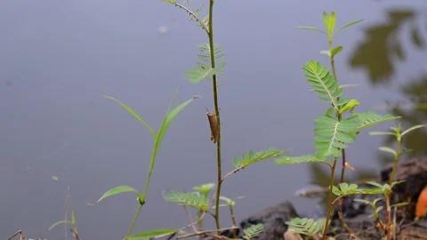 Gray grasshopper Stock Footage 90343668