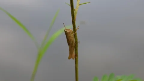 Gray grasshopper Stock Footage 90343713