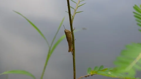 Gray grasshopper Stock Footage 90343750