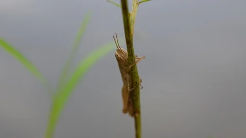 Gray grasshopper Stock Footage 90343806