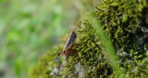 Gray grasshopper with orange legs standing peacefully on a moss Stock Footage 260127359