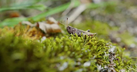 Gray grasshopper with orange legs standing steadily on a moss close up shot Stock-Footage 260136391