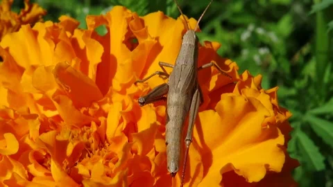 Gray Grasshopper on an orange saffron flower Video stock 161093066