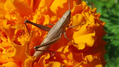 Gray Grasshopper on an orange saffron flower Video stock 161093067