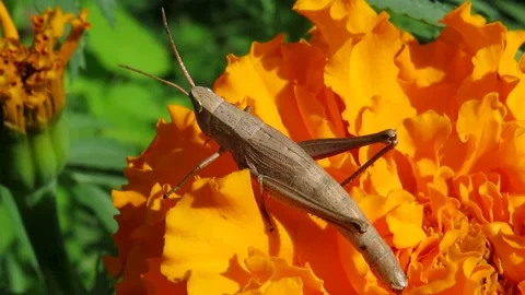 Gray Grasshopper on an orange saffron flower Video stock 161093069