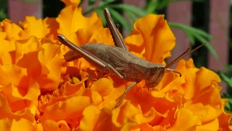 Gray Grasshopper on an orange saffron flower Video stock 161093071