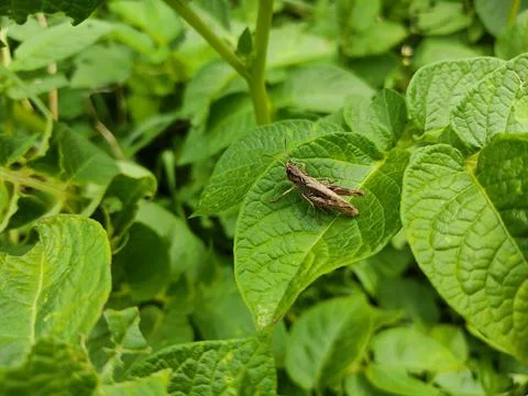 A gray grasshopper sits on a green leaf of a potato tops. Stock Photos