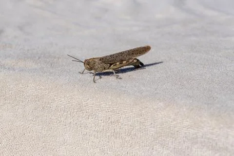 Gray Grasshopper Sitting on Light Textured Fabric Surface in Daylight Foto stock