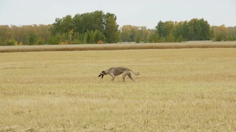 Gray Greyhound runs across the field Stock Footage 99526258