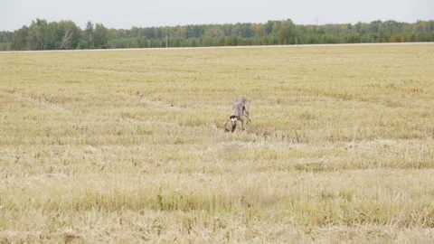 Gray Greyhound runs to the camera Stock Footage 99526214