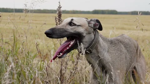Gray Greyhound stands in the tall grass Stock Footage 99526251
