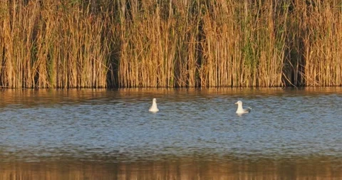 Gray gull Larus Canus on the pond at sunset Video stock 251983909