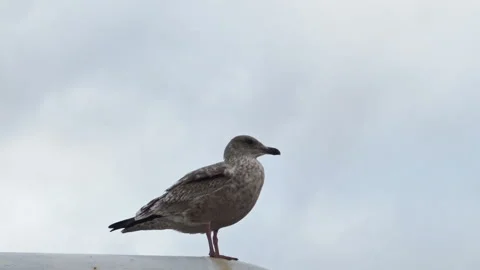 A gray gull sits on a white mast and flies up. Bird looks around. Close-up of a Stock Footage 141474750