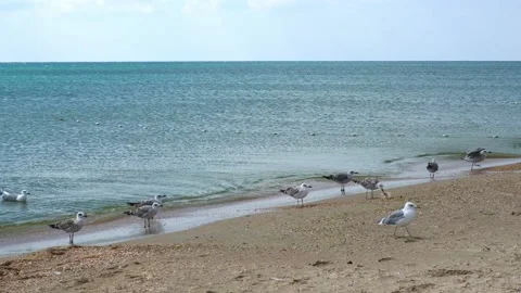 Gray gulls walk along seashore, looking food. Larus cachinnans. Fulmarus Stock Footage 236423944