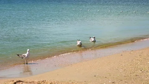 Gray gulls walk along seashore, looking food. Larus cachinnans. Fulmarus Stock Footage 236423964