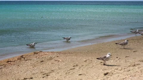Gray gulls walk along seashore, looking food. Larus cachinnans. Fulmarus Stock Footage 239682847