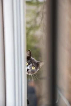 Gray Hair Cat on the Balcony look at Stock Photos