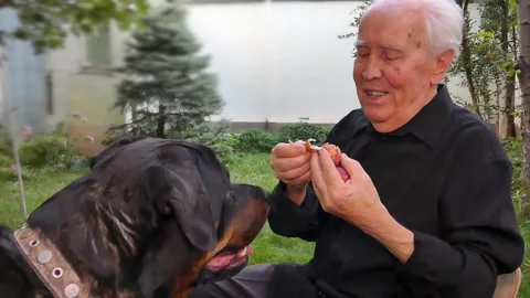 A gray-haired, elderly man gives pieces of fruit to a dog. Stock Footage 137329395
