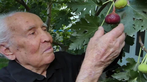 A gray-haired man in his garden removes a fruit from a tree. Stock Footage 137329412
