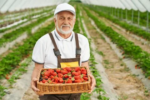 Gray-haired man holding baskets with juicy strawberries. Stock Photos