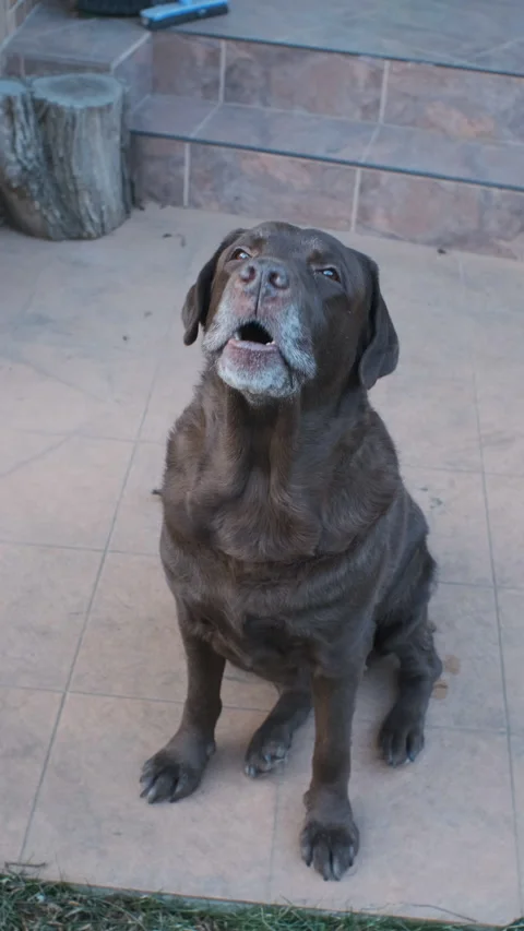 Gray-haired old chocolate labrador barking in the backyard Stock Footage 169044663