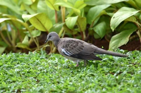 Gray-haired turtle bird on the back and wings, with a little black hue on his Stock Photos