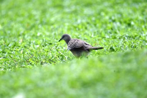 Gray-haired turtle bird on the back and wings, with a little black hue on his Stock Photos