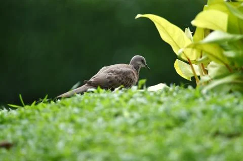 Gray-haired turtle bird on the back and wings, with a little black hue on his Stock Photos
