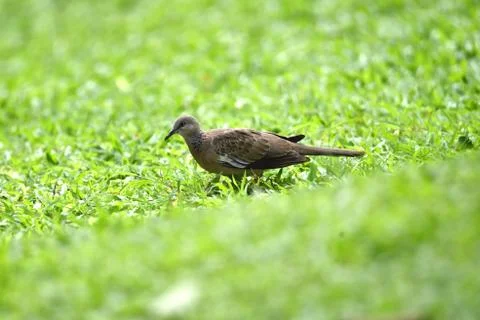 Gray-haired turtle bird on the back and wings, with a little black hue on his Stock Photos