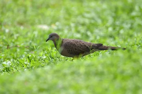 Gray-haired turtle bird on the back and wings, with a little black hue on his Stock Photos