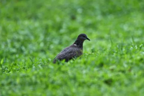 Gray-haired turtle bird on the back and wings, with a little black hue on his Stock Photos