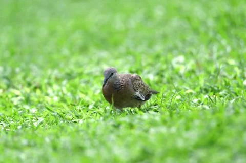 Gray-haired turtle bird on the back and wings, with a little black hue on his Stock Photos