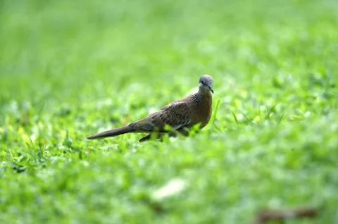 Gray-haired turtle bird on the back and wings, with a little black hue on his Stock Photos