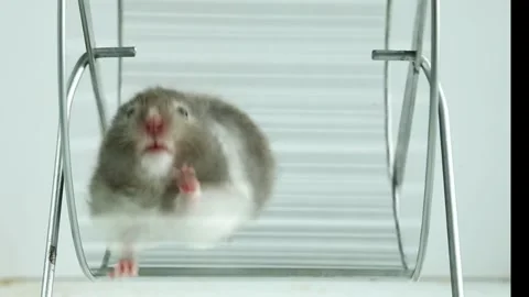 Gray hamster actively running in exercise wheel against white background Stock Footage 311012146
