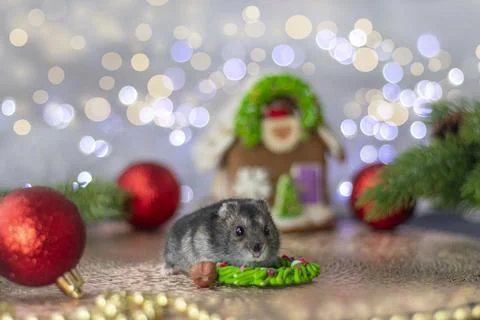 Gray hamster on a background of Christmas tree decorations in a gingerbread h Stock Photos