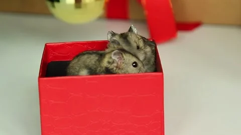 Gray hamster climbing out of bright red gift box exploring with curiosity Stock Footage 310967478