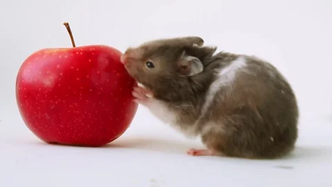 A gray hamster eats a red apple. A young hungry hamster bites and chews an apple Stock Footage 237511818