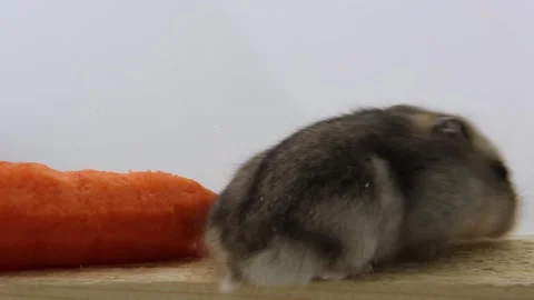 A gray hamster jumps on the board and nibbles a carrot. rodent eats vegetables Stock Footage 242473156