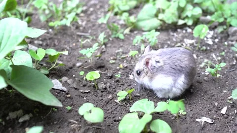 The gray hamster is looking for food in the vegetable garden. Stock Footage 138695752