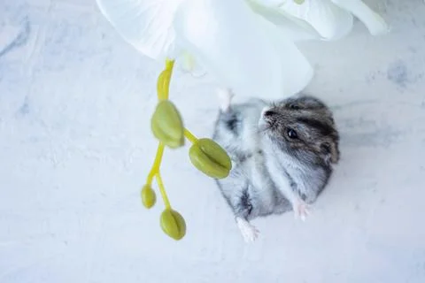 Gray hamster lying next to white orchid on white textured background. Pets... Stock Photos