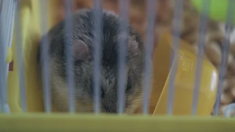 Gray hamster nibbles nuts in a cage Video stock 128350101