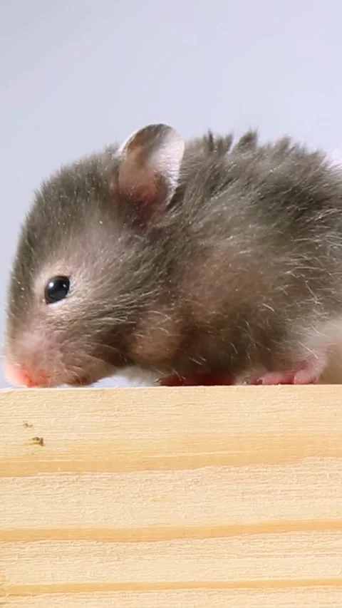 A gray hamster peeks from behind a door and climbs over it. Stock Footage 234996954