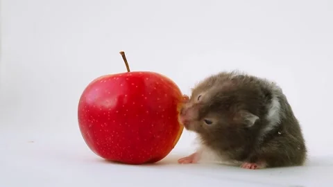 The gray hamster tilted his head and eats a red apple. The pet is vegetarian. Video stock 237976794