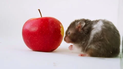 The gray hamster tilted his head and eats a red apple. The pet is vegetarian. Stock Footage 238022841