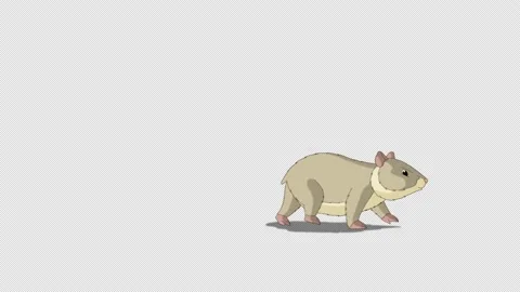 Gray hamster walks back and forth alpha matte 4K Stock Footage 172523655