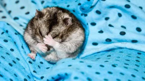 Gray hamster washes On a blue background. Stock Photos